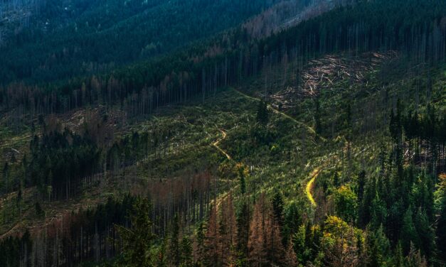 Freiwillige Zertifikate kein wirksames Mittel gegen Entwaldung – Befunde aus der Wissenschaft
