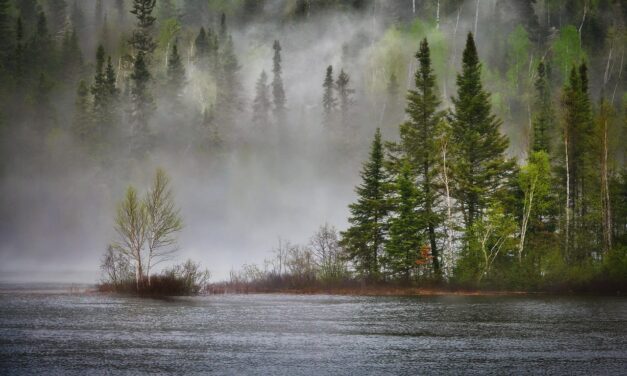 Klima und Biodiversität brauchen gemeinsame Lösungen – jetzt (Mediengespräch, 12.11.2025)