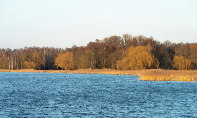 Lobautunnel: Drohende Waldverwüstung und Zunahme des Autoverkehrs – Stimmen aus der Wissenschaft (Mediengespräch, 14. Jänner 2026)