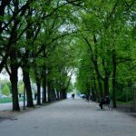 Stadtbäume sind keine Option – sie sind eine Überlebensfrage (Mediengespräch, 03.06.2026)