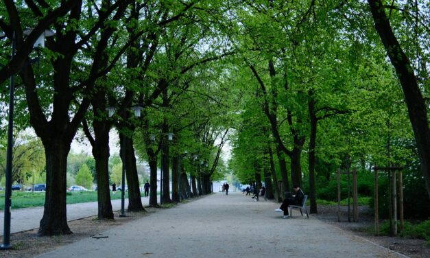Stadtbäume sind keine Option – sie sind eine Überlebensfrage (Mediengespräch, 03.06.2026)
